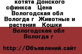 котята Донского сфинкса › Цена ­ 4 000 - Вологодская обл., Вологда г. Животные и растения » Кошки   . Вологодская обл.,Вологда г.